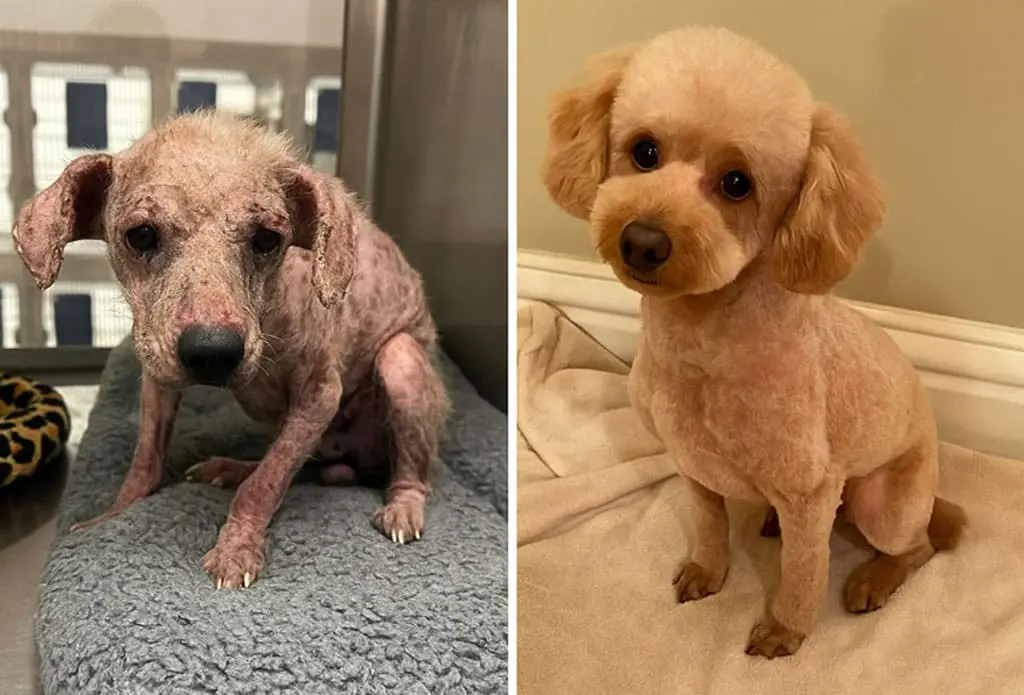 Antes e depois 1
